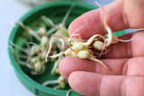 Explaining the benefits of bean sprouts for men